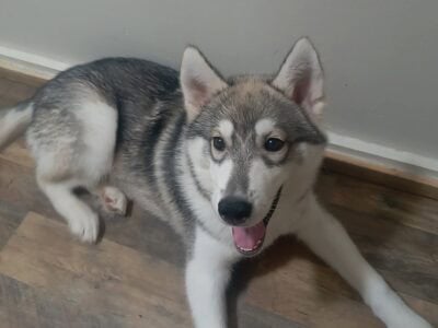 A boy husky for sale