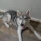 A boy husky for sale