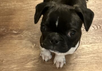 Pug Boston terriers