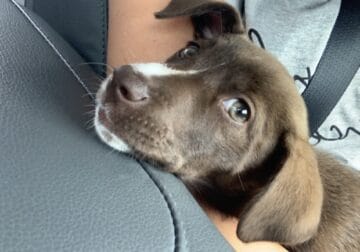 Mini Australian Shepard mix