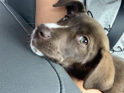 Mini Australian Shepard mix