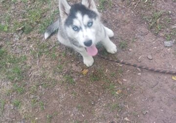 Husky puppy