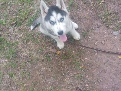 Husky puppy