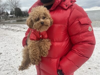 Puppy for sale!