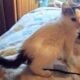 Maine Coon Mix Kittens need good Homes