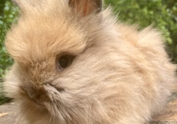 Lionhead bunny rabbits for sale