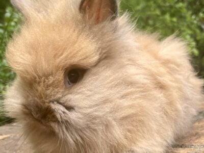 Lionhead bunny rabbits for sale