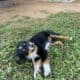 Toy Aussie