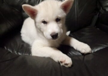 Husky Puppies