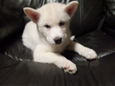 Husky Puppies
