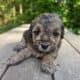 Maltipoo liter