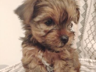 Yorkie Terrier and Silky mix female