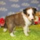 AKC Sheltie Puppies Ready Now Sable and Tricolor