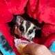 Two Male Sugar Gliders