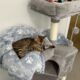 Amazing Simba Bengal Kitten