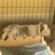 Adorable Bunnies Looking for a Loving Home