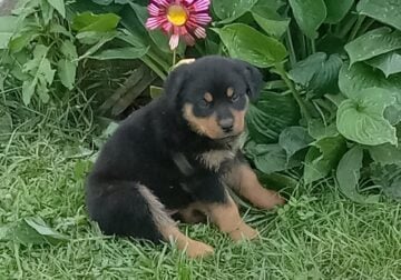 Rottweiler Pups