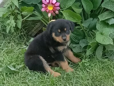 Rottweiler Pups