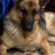 Well Behaved German Shepard