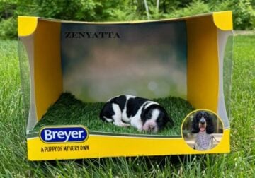 AKC English Springer Spaniels