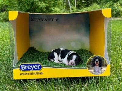 AKC English Springer Spaniels