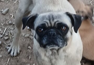 Lady Pug