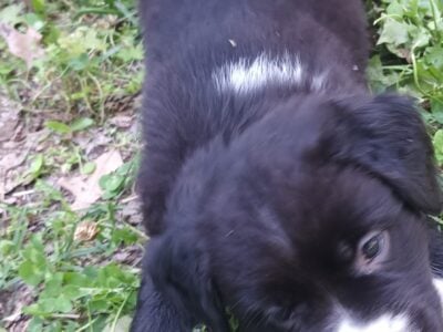 Pit Husky pups with shots
