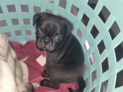 Adorable Pug Puppies
