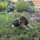 Beagle Puppies