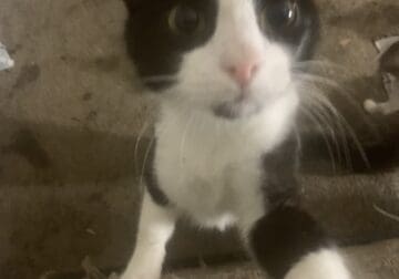 Free Cats And Kittens