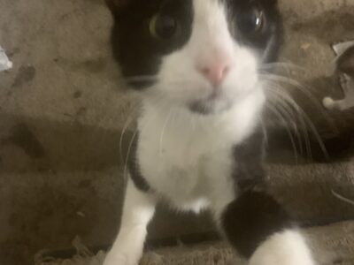 Free Cats And Kittens