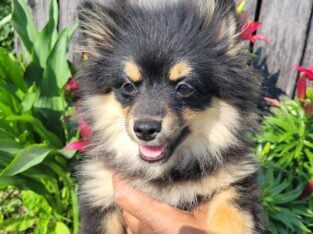 SuzyQs Precious Onyx