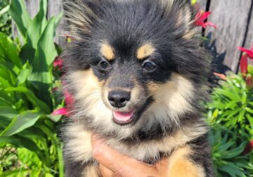 SuzyQs Precious Onyx