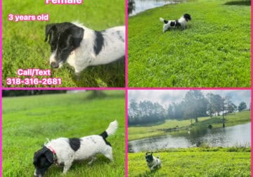 Female Jack Russell