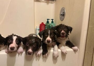 Border Collie puppies
