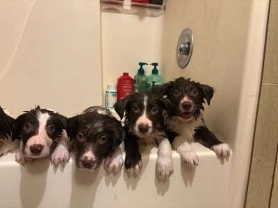 Border Collie puppies