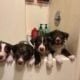 Border Collie puppies