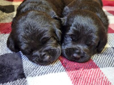 AKC Master Hunter Bloodline Lab Pups!