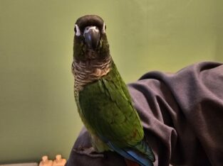 Pineapple and Green cheek conures