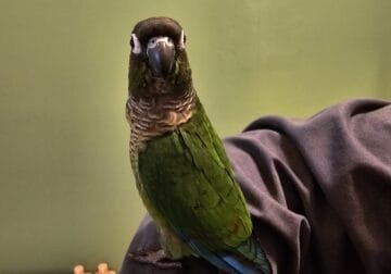 Pineapple and Green cheek conures