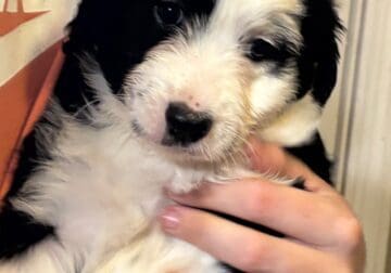 Aussidoodle pups