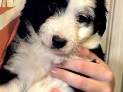 Aussidoodle pups