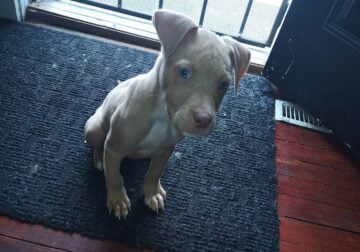 3 month boy
