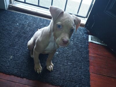 3 month boy