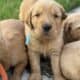 AKC registered Golden Retrievers