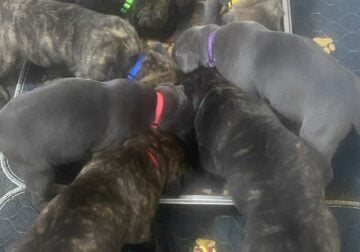 Registered Cane Corso’s