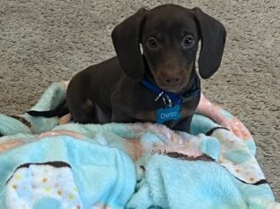 Mini Dachshund 4mo