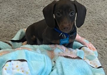 Mini Dachshund 4mo