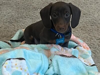 Mini Dachshund 4mo