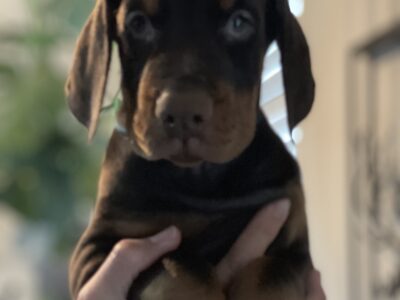 (Teal collar) European doberman puppy